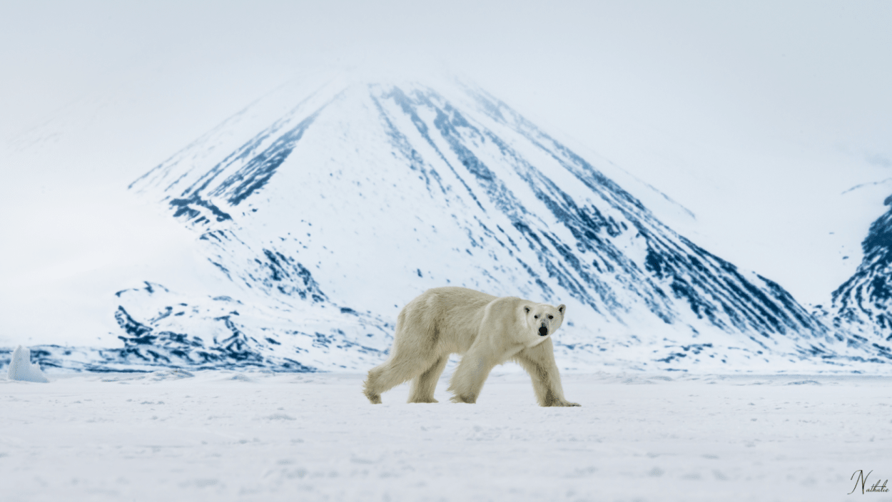 ours-polaire-blanc-nathalie-lasselin